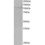 Western Blot - Anti-XPO7 Antibody (A83436) - Antibodies.com