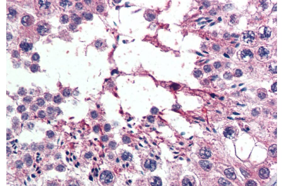 Immunohistochemistry - Anti-XPO7 Antibody (A83436) - Antibodies.com