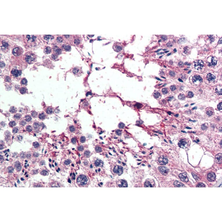 Immunohistochemistry - Anti-XPO7 Antibody (A83436) - Antibodies.com