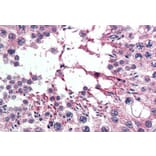 Immunohistochemistry - Anti-XPO7 Antibody (A83436) - Antibodies.com