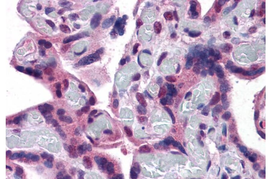 Immunohistochemistry - Anti-TRPC4 Antibody (A83438) - Antibodies.com
