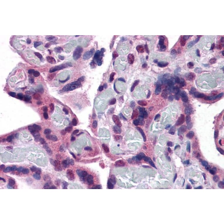 Immunohistochemistry - Anti-TRPC4 Antibody (A83438) - Antibodies.com