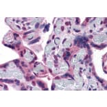 Immunohistochemistry - Anti-TRPC4 Antibody (A83438) - Antibodies.com