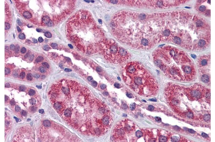 Immunohistochemistry - Anti-TRPC4 Antibody (A83438) - Antibodies.com