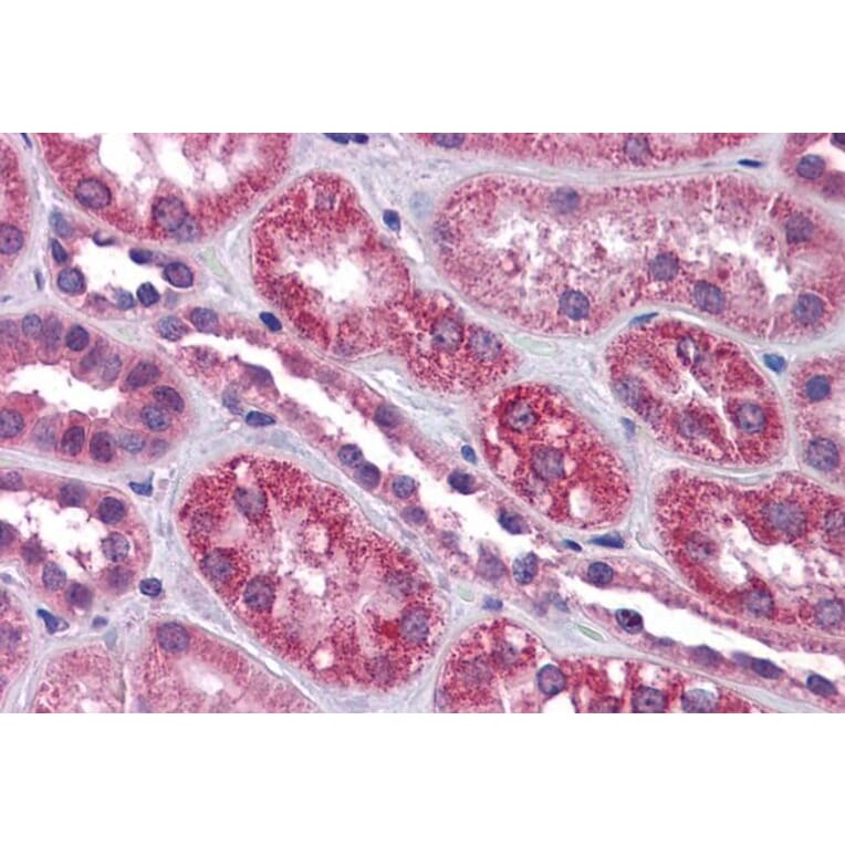 Immunohistochemistry - Anti-TRPC4 Antibody (A83438) - Antibodies.com