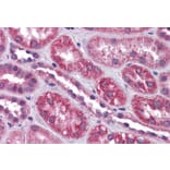 Immunohistochemistry - Anti-TRPC4 Antibody (A83438) - Antibodies.com