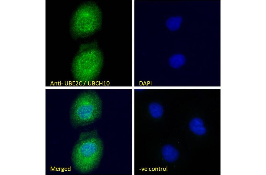 Immunofluorescence - Anti-UBE2C Antibody (A83441) - Antibodies.com