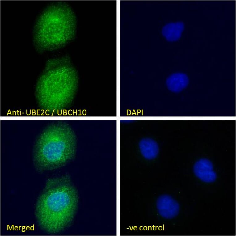 Immunofluorescence - Anti-UBE2C Antibody (A83441) - Antibodies.com