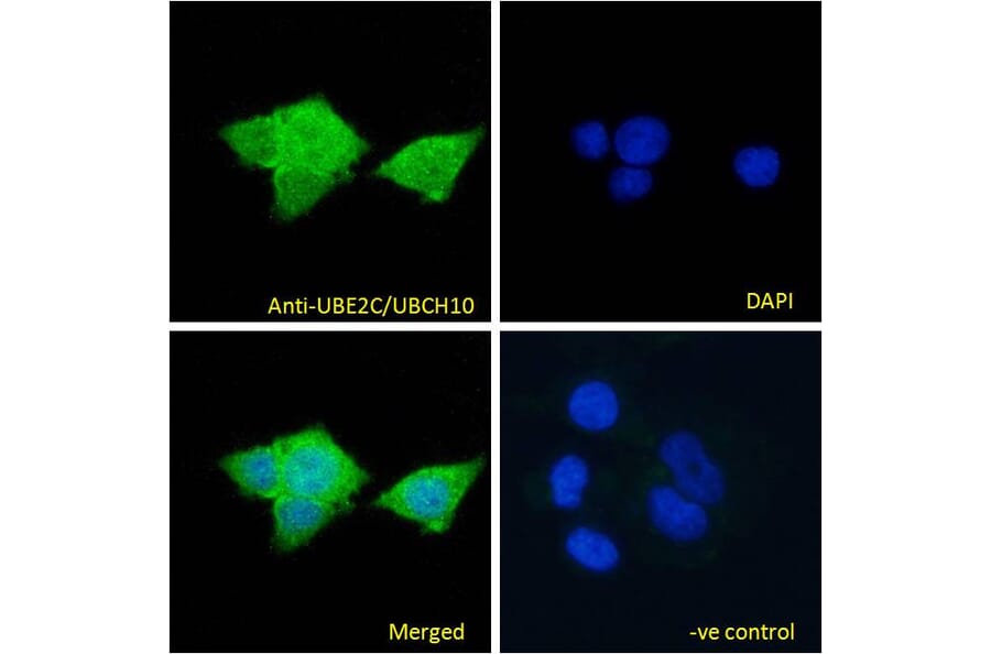 Immunofluorescence - Anti-UBE2C Antibody (A83441) - Antibodies.com