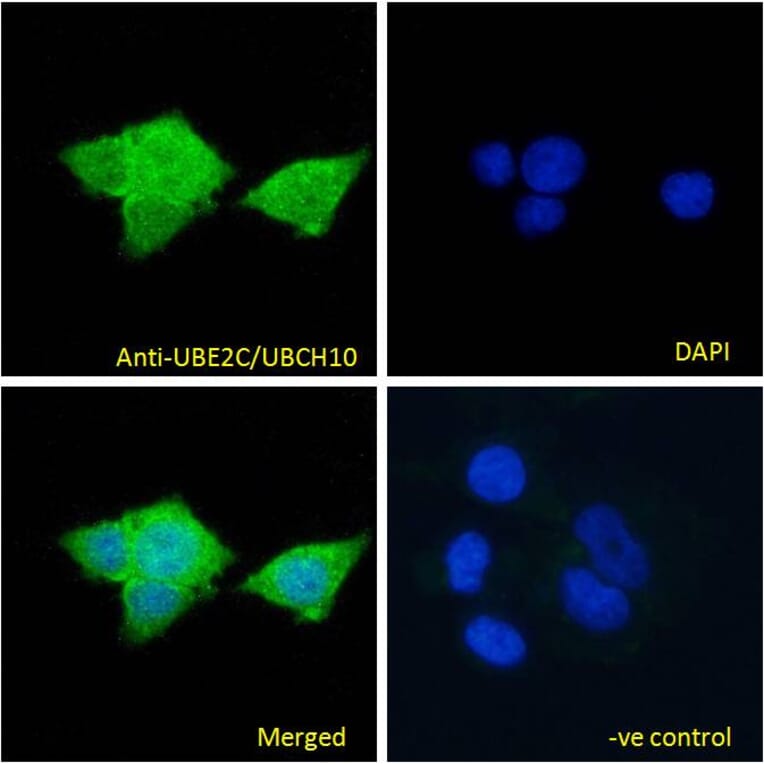 Immunofluorescence - Anti-UBE2C Antibody (A83441) - Antibodies.com