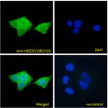 Immunofluorescence - Anti-UBE2C Antibody (A83441) - Antibodies.com