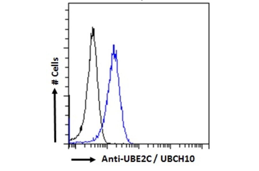 Flow Cytometry - Anti-UBE2C Antibody (A83441) - Antibodies.com