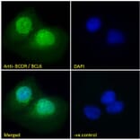 Immunofluorescence - Anti-BCOR Antibody (A83442) - Antibodies.com