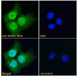 Immunofluorescence - Anti-BCOR Antibody (A83442) - Antibodies.com