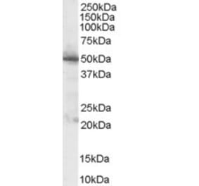 Western Blot - Anti-PDHX Antibody (A83445) - Antibodies.com