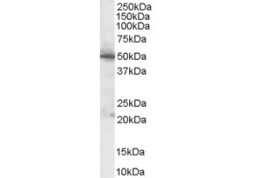 Western Blot - Anti-PDHX Antibody (A83445) - Antibodies.com