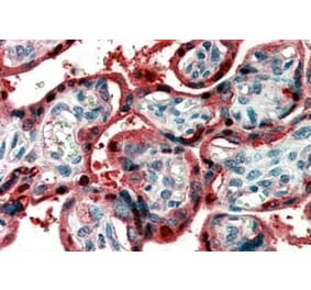 Immunohistochemistry - Anti-Ghrelin Antibody (A83446) - Antibodies.com