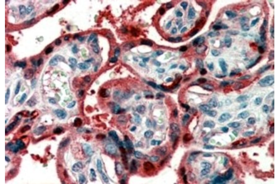Immunohistochemistry - Anti-Ghrelin Antibody (A83446) - Antibodies.com