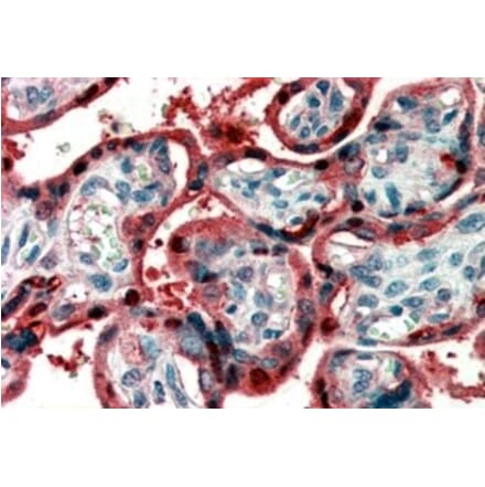 Immunohistochemistry - Anti-Ghrelin Antibody (A83446) - Antibodies.com