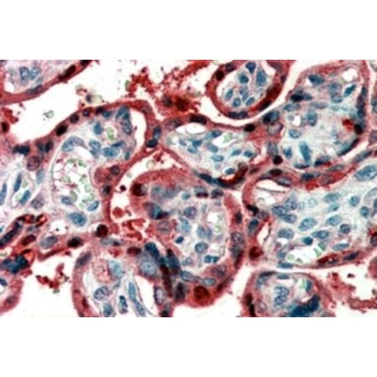 Immunohistochemistry - Anti-Ghrelin Antibody (A83446) - Antibodies.com