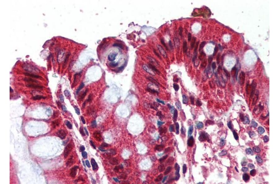 Immunohistochemistry - Anti-Ghrelin Antibody (A83446) - Antibodies.com