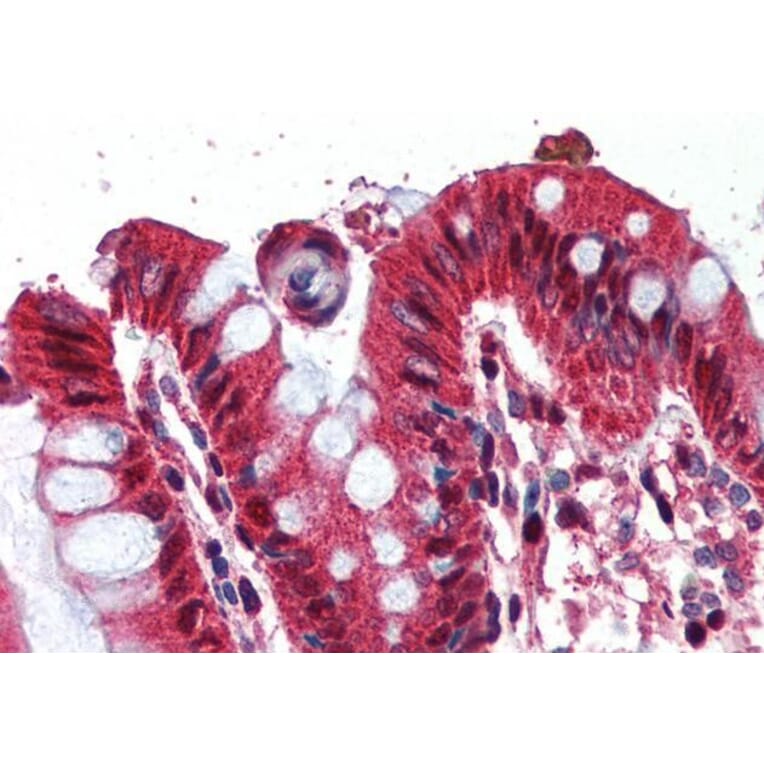 Immunohistochemistry - Anti-Ghrelin Antibody (A83446) - Antibodies.com