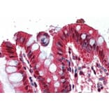 Immunohistochemistry - Anti-Ghrelin Antibody (A83446) - Antibodies.com