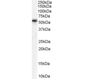 Western Blot - Anti-TPTE Antibody (A83449) - Antibodies.com