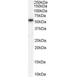 Western Blot - Anti-TPTE Antibody (A83449) - Antibodies.com