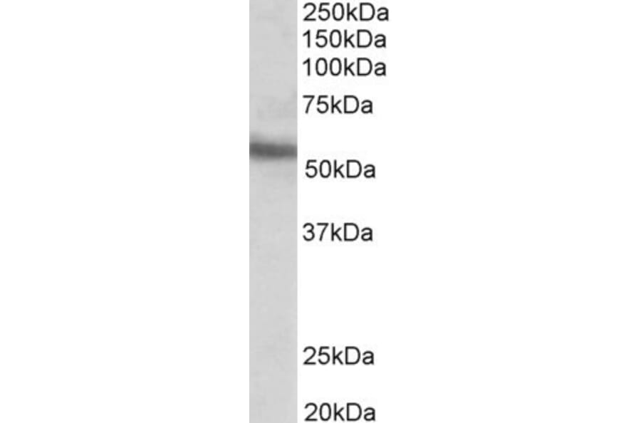 Western Blot - Anti-ERG Antibody (A83450) - Antibodies.com