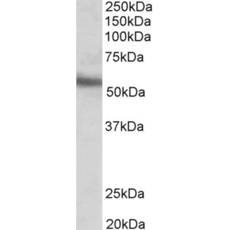 Western Blot - Anti-ERG Antibody (A83450) - Antibodies.com