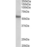 Western Blot - Anti-ERG Antibody (A83450) - Antibodies.com