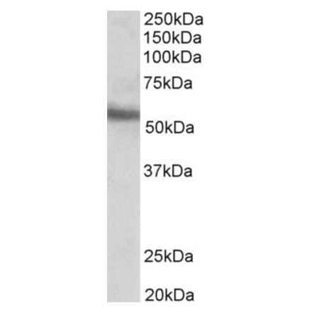 Western Blot - Anti-ERG Antibody (A83450) - Antibodies.com