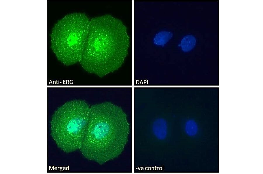 Immunofluorescence - Anti-ERG Antibody (A83450) - Antibodies.com