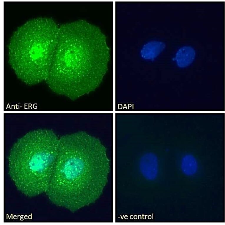 Immunofluorescence - Anti-ERG Antibody (A83450) - Antibodies.com