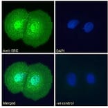 Immunofluorescence - Anti-ERG Antibody (A83450) - Antibodies.com
