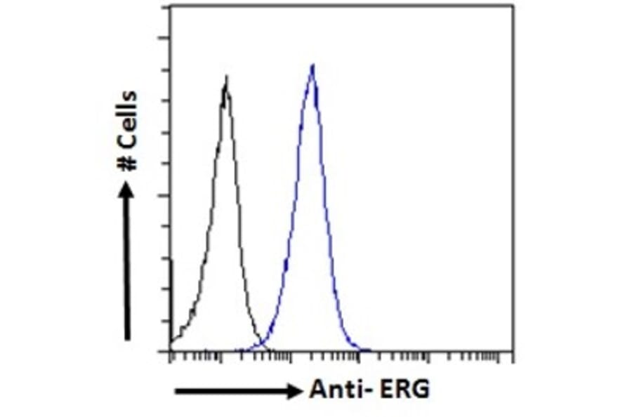 Flow Cytometry - Anti-ERG Antibody (A83450) - Antibodies.com