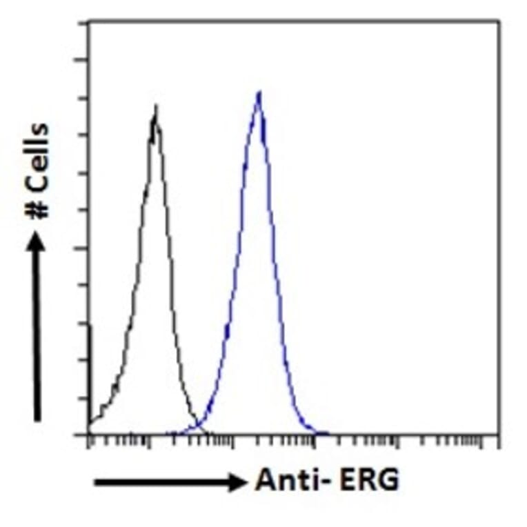 Flow Cytometry - Anti-ERG Antibody (A83450) - Antibodies.com