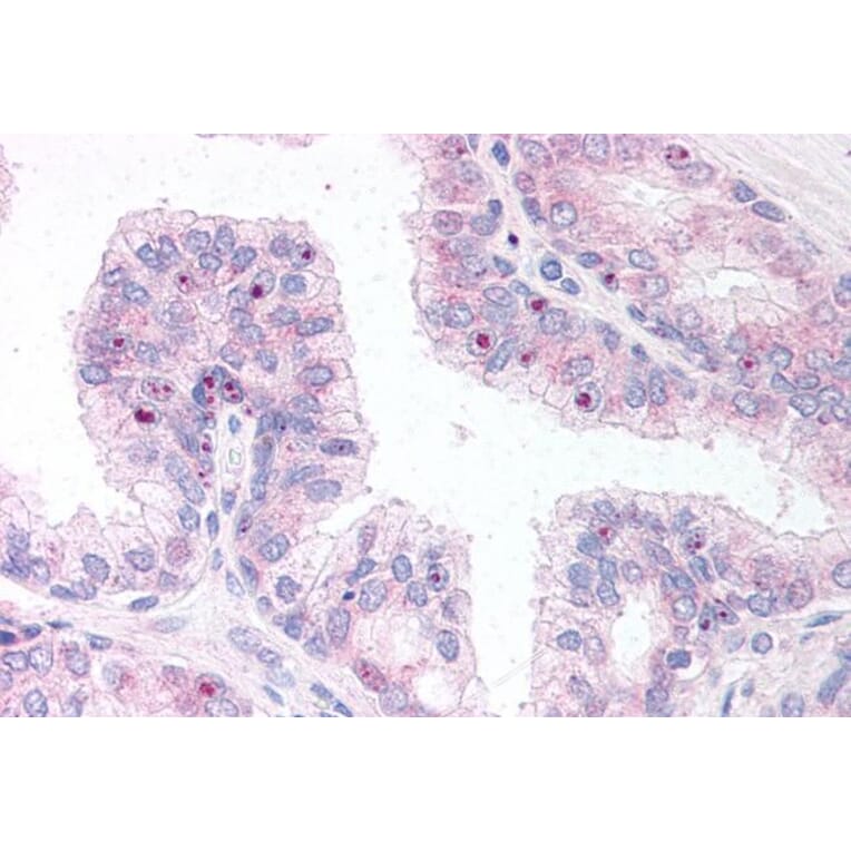 Immunohistochemistry - Anti-ERG Antibody (A83450) - Antibodies.com