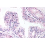 Immunohistochemistry - Anti-ERG Antibody (A83450) - Antibodies.com