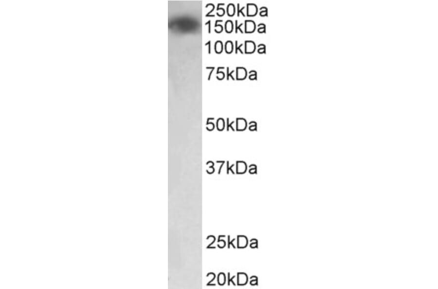 Western Blot - Anti-Myosin Light Chain Kinase/MLCK Antibody (A83451) - Antibodies.com