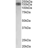 Western Blot - Anti-Myosin Light Chain Kinase/MLCK Antibody (A83451) - Antibodies.com