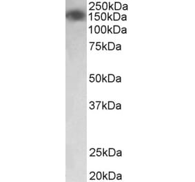 Western Blot - Anti-MYLK Antibody (A83451) - Antibodies.com