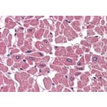 Immunohistochemistry - Anti-BPOZ/ABTB1 Antibody (A83452) - Antibodies.com