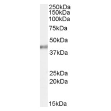 Western Blot - Anti-PCBP4 Antibody (A83453) - Antibodies.com