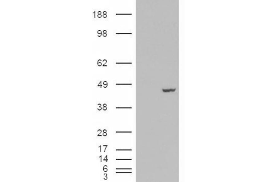 Western Blot - Anti-PCBP4 Antibody (A83453) - Antibodies.com
