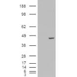 Western Blot - Anti-PCBP4 Antibody (A83453) - Antibodies.com