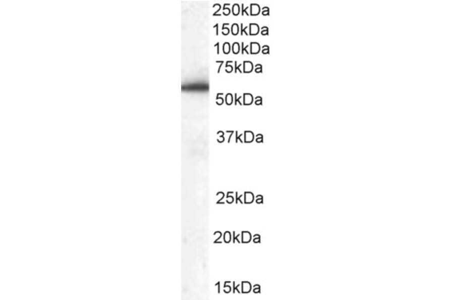 Western Blot - Anti-HIP55 Antibody (A83454) - Antibodies.com