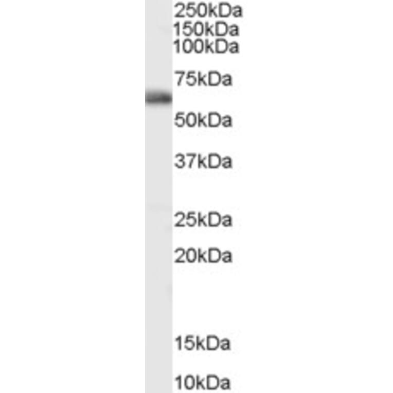 Western Blot - Anti-MYH/MUTYH Antibody (A83455) - Antibodies.com