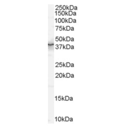 Western Blot - Anti-QKI Antibody (A83456) - Antibodies.com